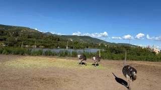 Avestruces Zooleón.png