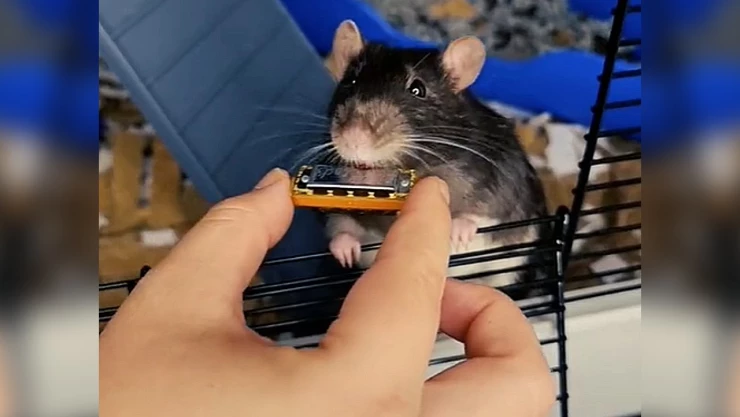 rata_armonica_tiktok