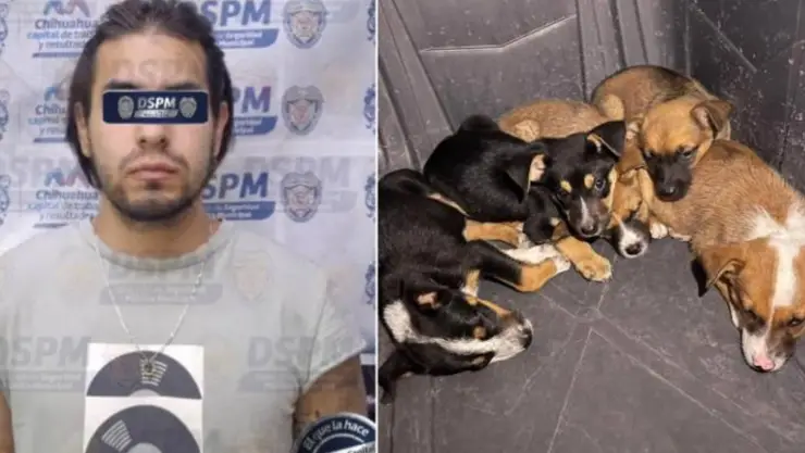 maltrato animal en Chihuahua