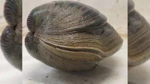 FOTO: Encuentran una almeja gigante de más de 200 años