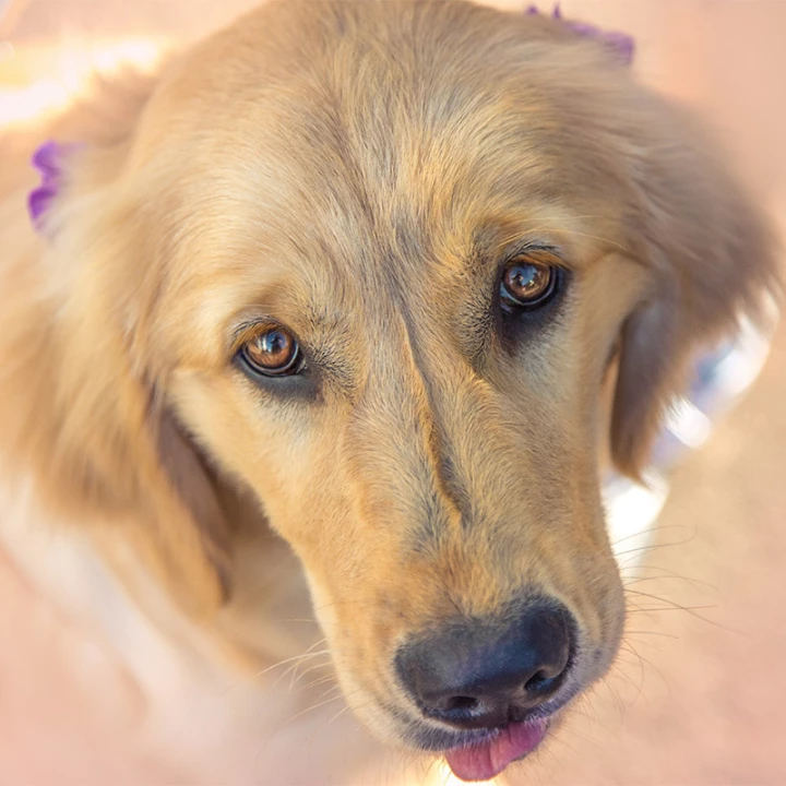 ejercicios para enseñarle a tu perro adulto a socializar con otros