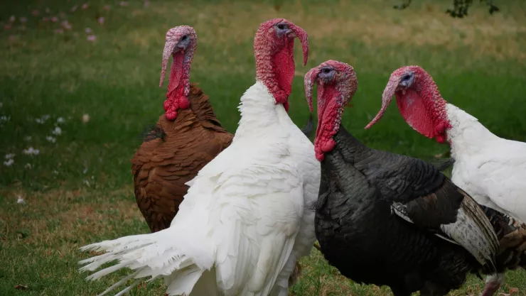 Curiosidades del festejo de Día de Acción de Gracias