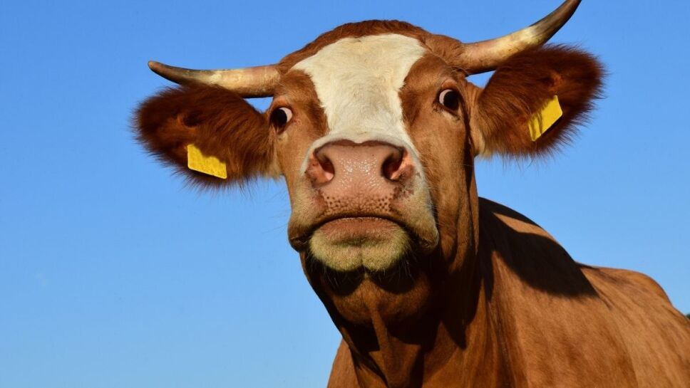 Leche, chocolate, vacas café 3.jpg