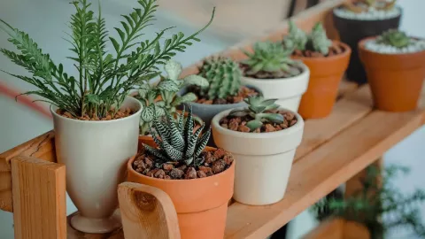 plantas florecen .jpg