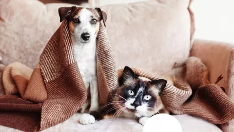 Operativo para proteger perros y gatos del frío