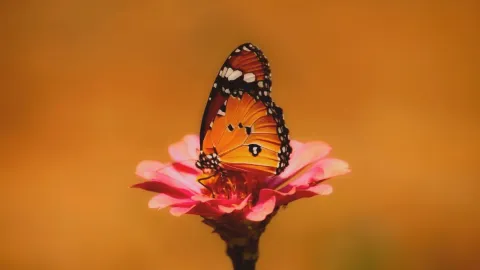 mariposa