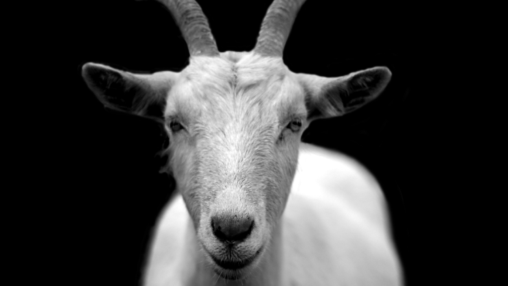 cabra rostro humano cria