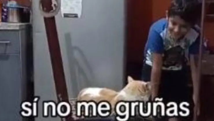 VIDEO_ Niño y su gato discuten y pelean por una silla