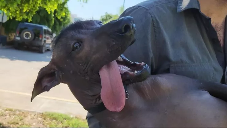 Dante, un xoloitzcuintle que vive en Culiacán