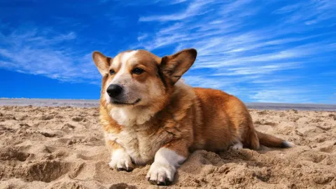 Playas para perros en San Diego