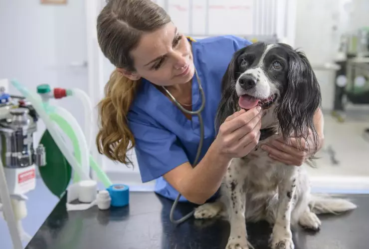 Universidad del Bienestar