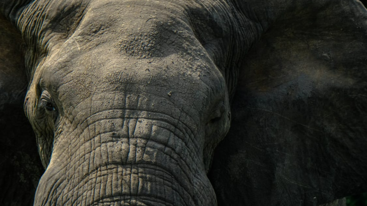 Turistas son atacados por elefante en Sri Lanka.png