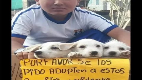 Niño salva a cachorritos de ser atropellados