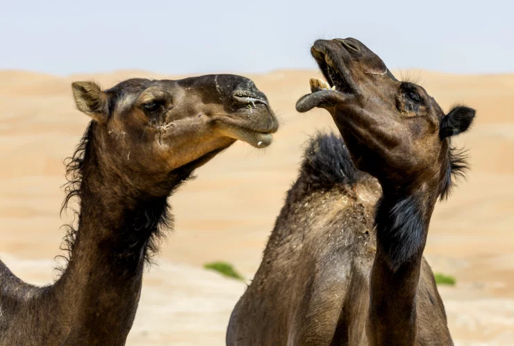 camellos