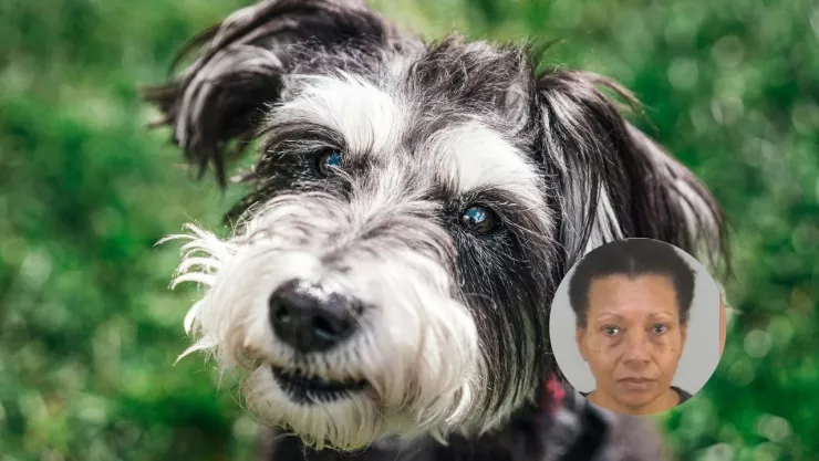 perro-schnauzer-ahogado-orlando