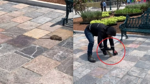 ratas en el zócalo de puebla