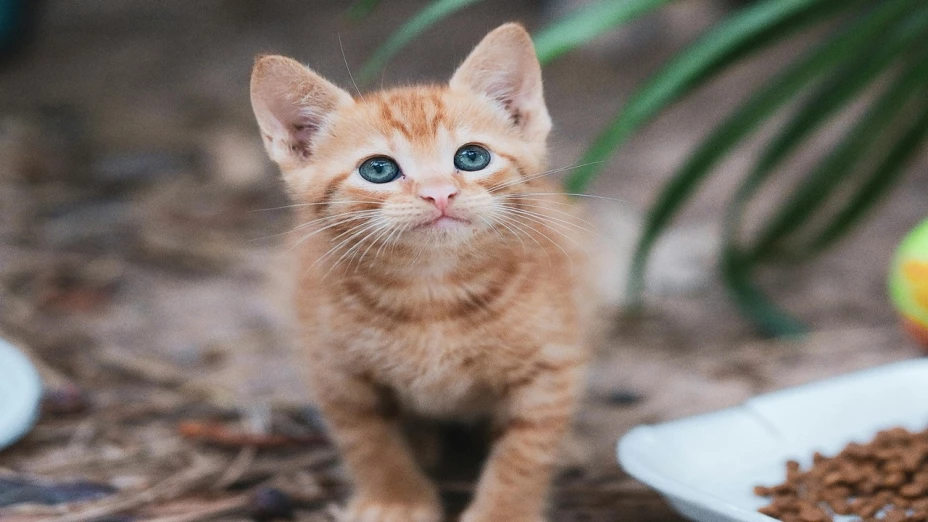 alimento para gatos salmonela