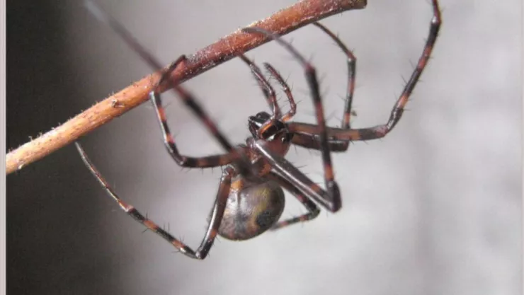 ¡No te alarmes! Estos son los principales depredadores de la araña violinista