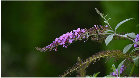 buddleja arbusto de las mariposas