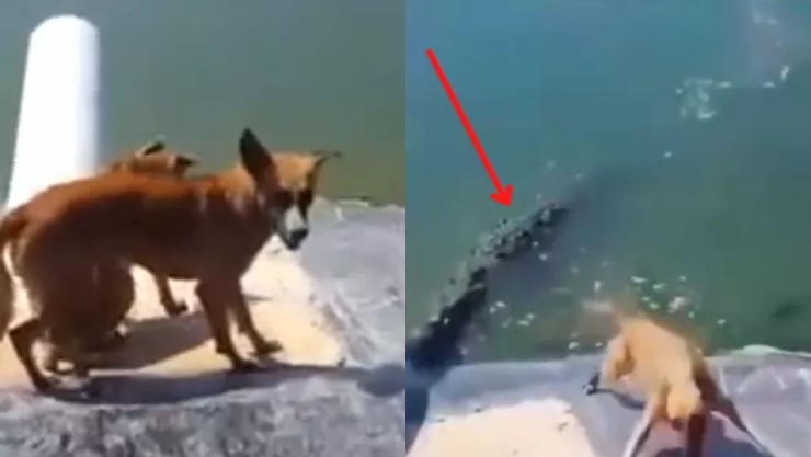 video cocodrilo caza y debora a un perrito en laguna