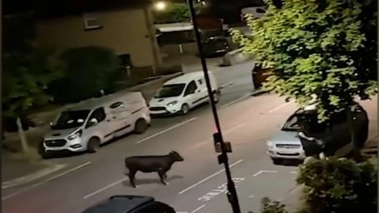 ¡Por ‘culpa’ de una vaca! Policía en Reino Unido fue sancionado; ¿cuál fue su delito?