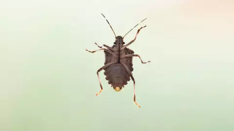 ¿Cómo se reproducen las chinches?