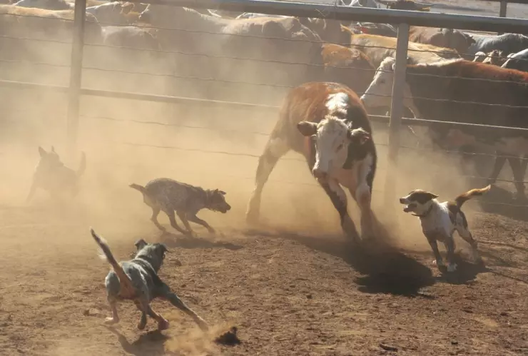 Perros que detectan al gusano barrenador