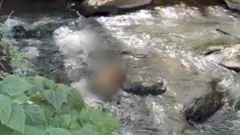 localizan cuerpo tigre decapitado sin cabeza valle de bravo cascada