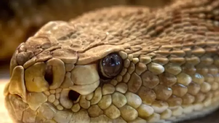 ¡Alerta! Niño es mordido por serpiente venenosa dentro de su casa en Yucatán; esto se sabe de su estado