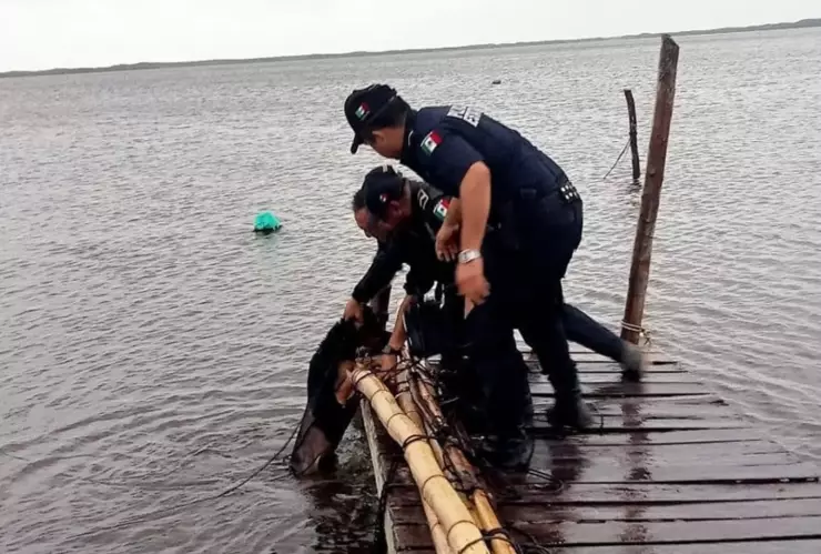 rescatan a lomito amarrado a muelle en yucatán.png