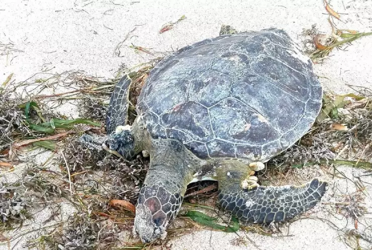 Encuentran tortuga muerta en Playa de Progreso; activan protocolo