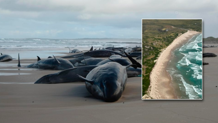 Ballenas varadas Australia