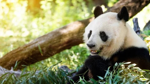 animales helado calor