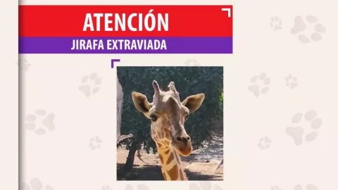 ¿Qué pasó con la jirafa desaparecida en Zoológico Culiacán? Esto se sabe su paradero