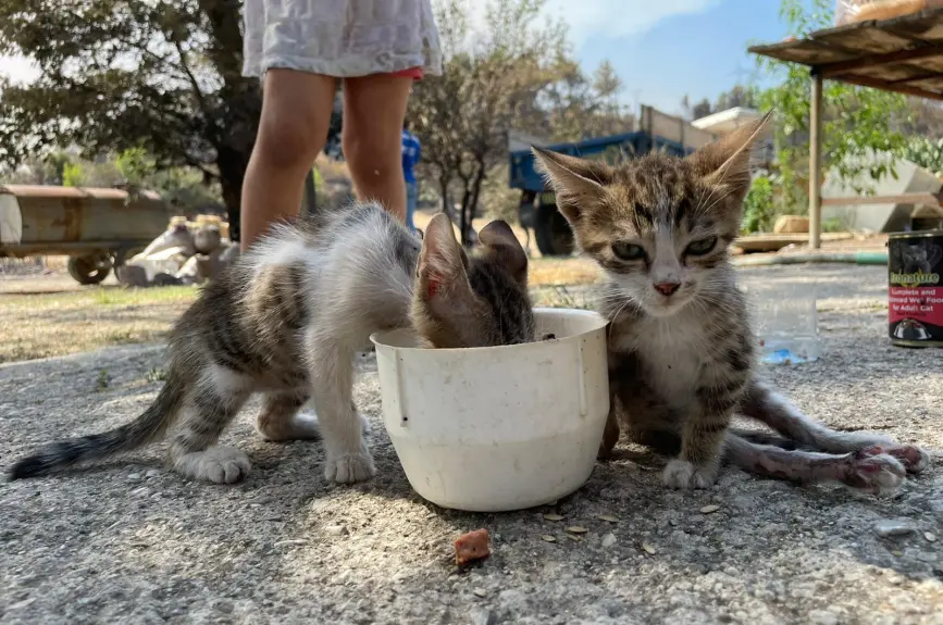 HAYTAP recoge a animales heridos por los incendios en Turquía