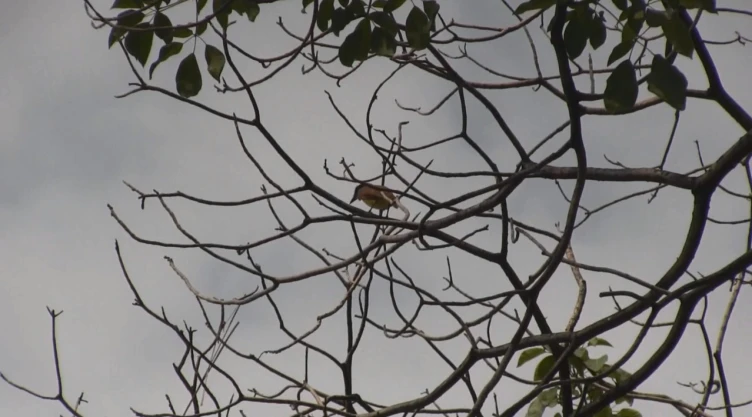 De acuerdo con la dirección de Ecología local, las aves mueren por las altas temperaturas, pero también por la falta de recipientes o espacios con agua en donde puedan calmar su sed. Imagen: Archivo