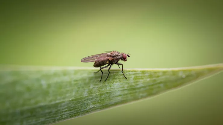 La técnica para ahuyentar a las moscas de cada rincón de tu casa