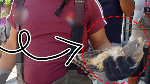 Cancún_ Rescatan ejemplar de halcón mexicano atorado en un árbol en Paseos del Mar.jpg