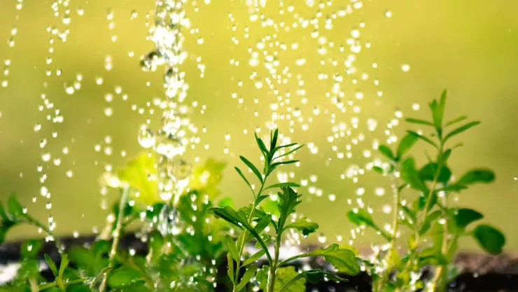 Regar las plantas con vinagre: beneficios y procedimiento.