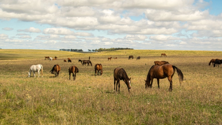 Más de 20 caballos en el campo comiendo pasto