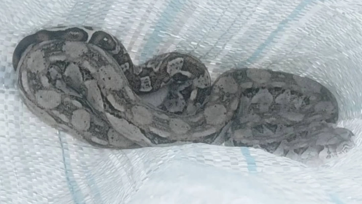 Tras denuncias de vecinos, capturan boa en comisaría de Chicxulub Puerto