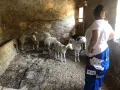 HAYTAP recoge a animales heridos por los incendios en Turquía