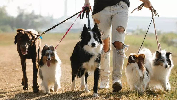 día-del-perro-2023-21-de-julio-México-cuanto-cuesta-tener-un-peludito