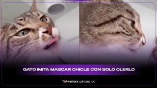 Gato imitando chicle: video viral muestra cómo reacciona al olerlo y sorprende a miles en redes
