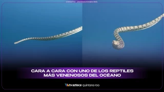 Reptil más venenoso del océano: encuentro cercano se vuelve viral y alerta a nadadores y turistas
