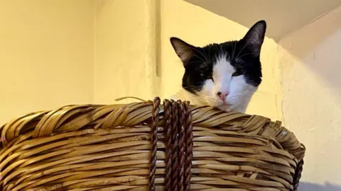 Gato blanco y negro en canasta