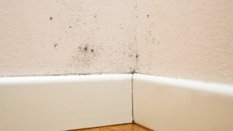 Revisa la pared