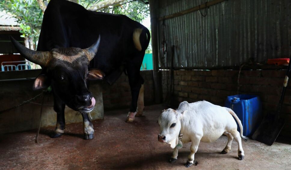 vaca Rani Bangladesh.jpg
