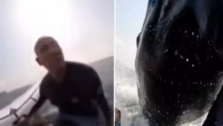 Deportista de windsurf choca con ballena en Australia; así capturó el momento