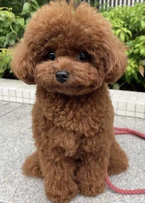 Perros chiquitos peludos